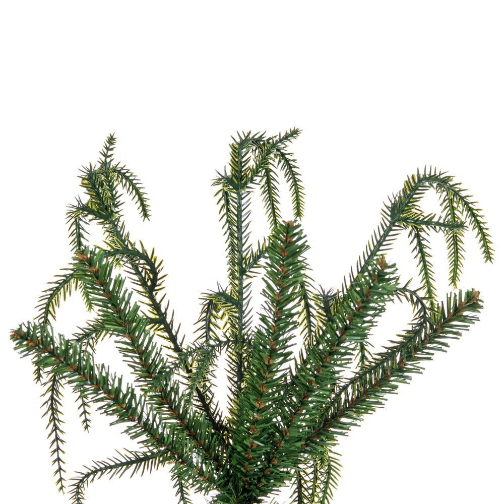 Norfolk Pine Christmas Tree - My Christmas