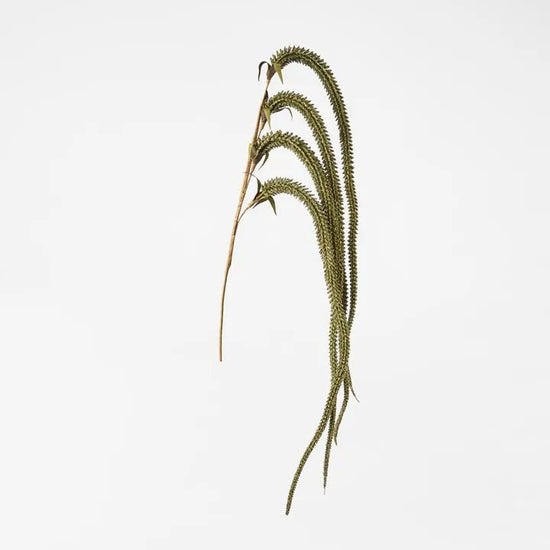 Olive Green Amaranthus Stem - My Christmas