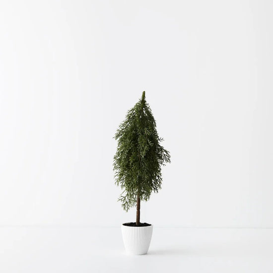 Potted Tree Pine Cypress - 50cm - My Christmas