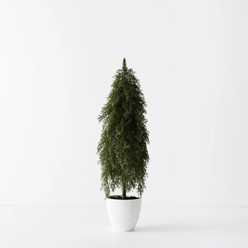 Potted Tree Pine Cypress - 58cm - My Christmas