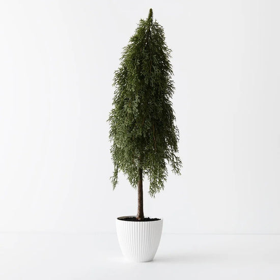 Potted Tree Pine Cypress - 78cm - My Christmas