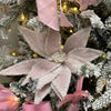 Pink Iced Poinsettia - My Christmas