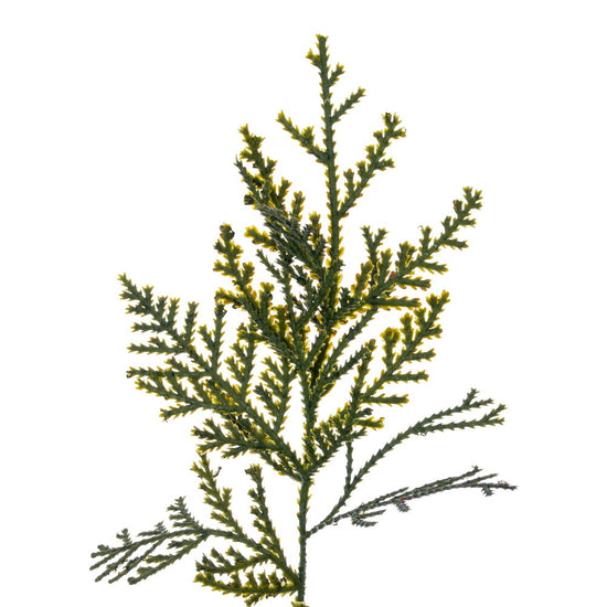 Green Cedar Potted Tree
