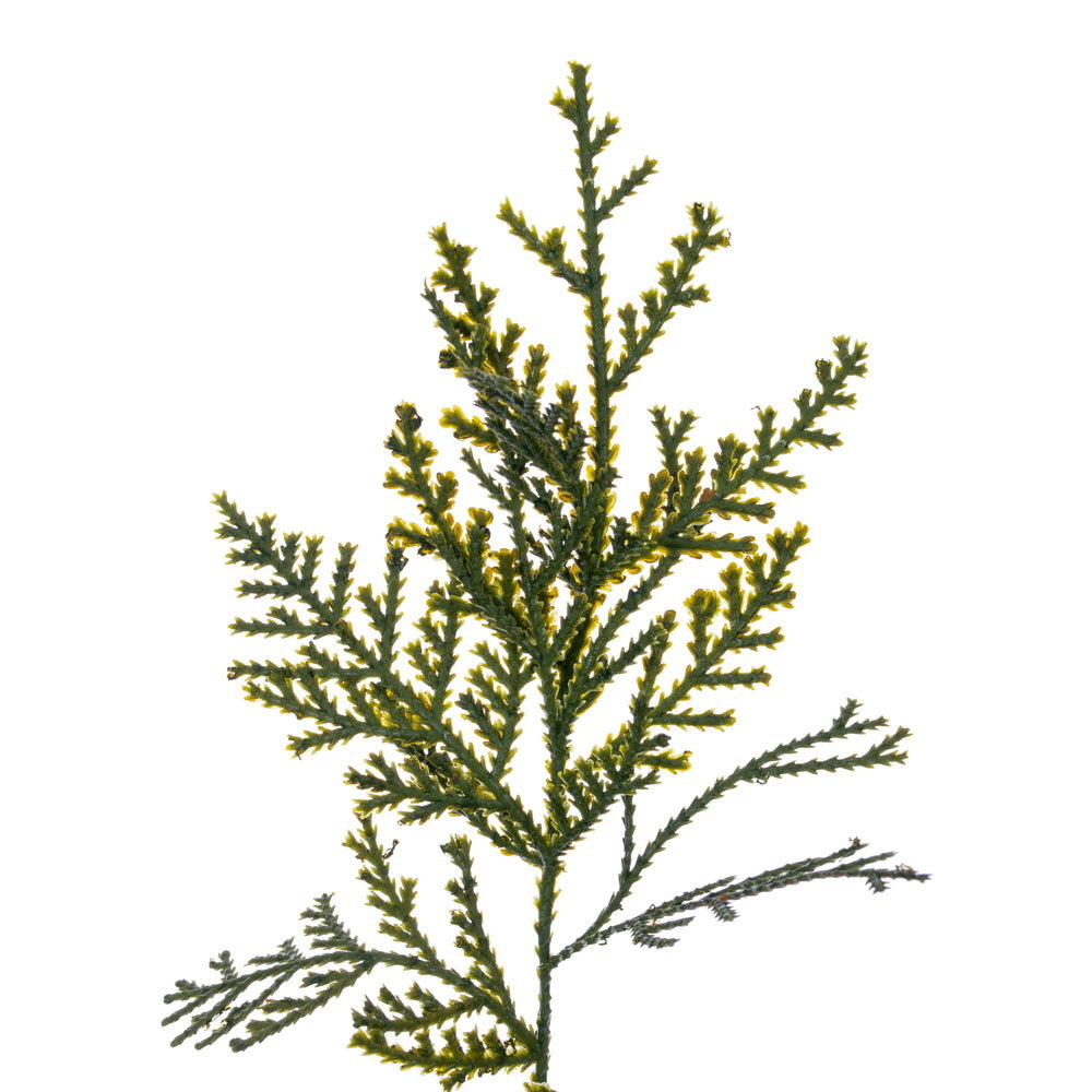Green Cedar Potted Tree