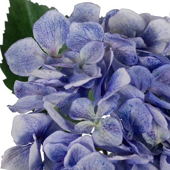 Blue Hydrangea - My Christmas
