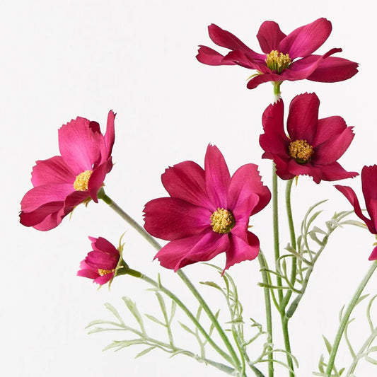 Burgundy Cosmos Spray - My Christmas