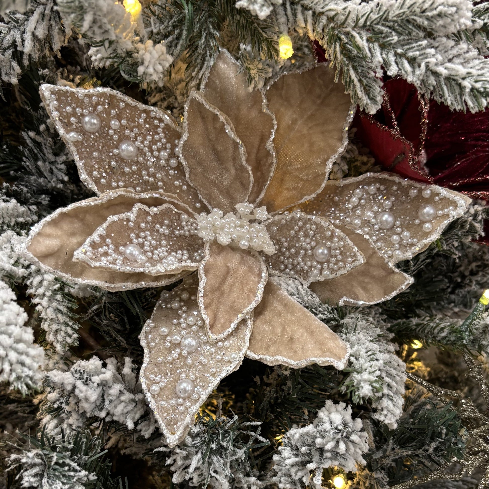 Champagne and Velvet Pearl Poinsettia - My Christmas