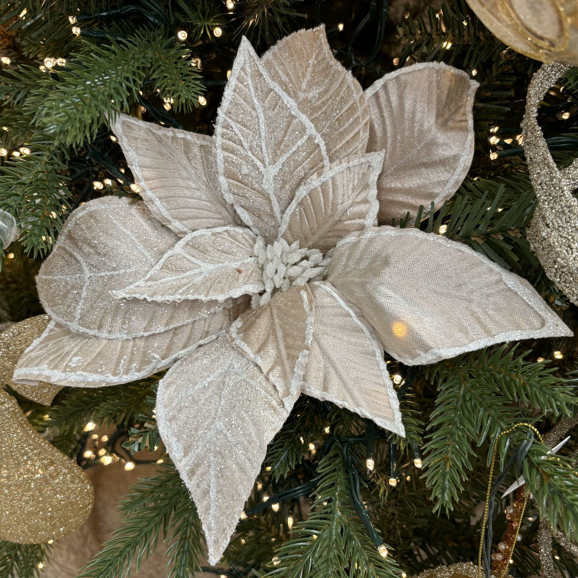 Champagne and White Poinsettia - My Christmas