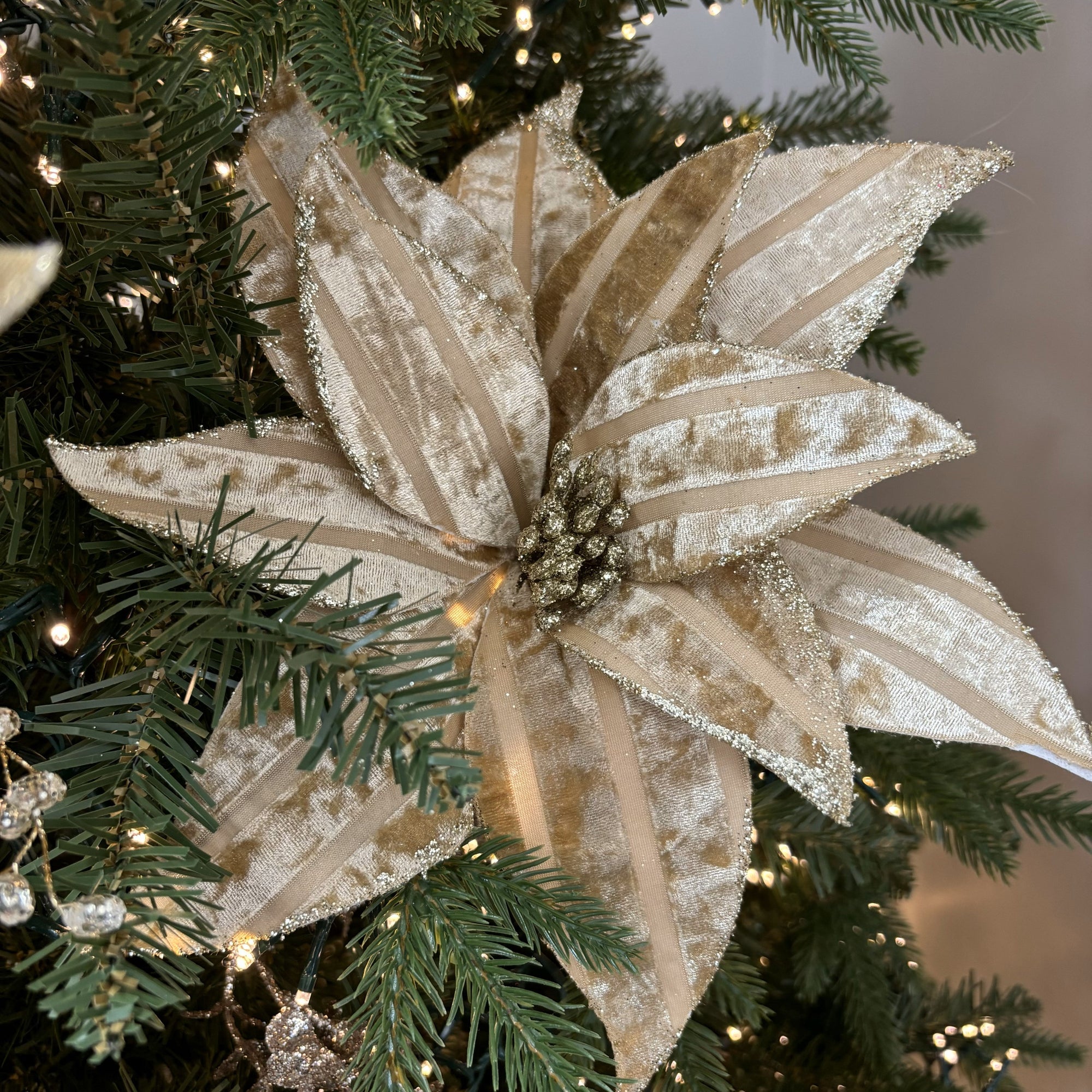 Champagne Velour Poinsettia - My Christmas