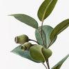Eucalyptus Gum Nut Spray - My Christmas