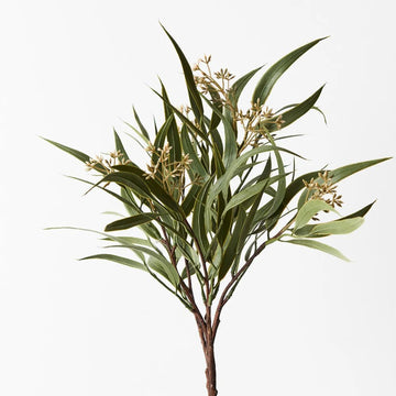 Eucalyptus Seed Bush - My Christmas