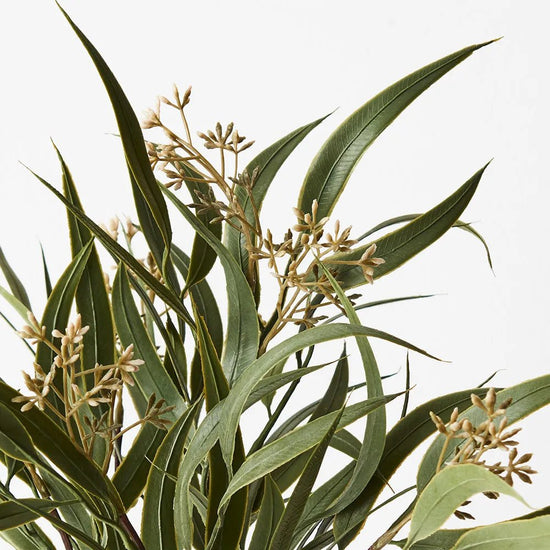 Eucalyptus Seed Bush - My Christmas
