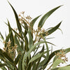 Eucalyptus Seed Bush - My Christmas