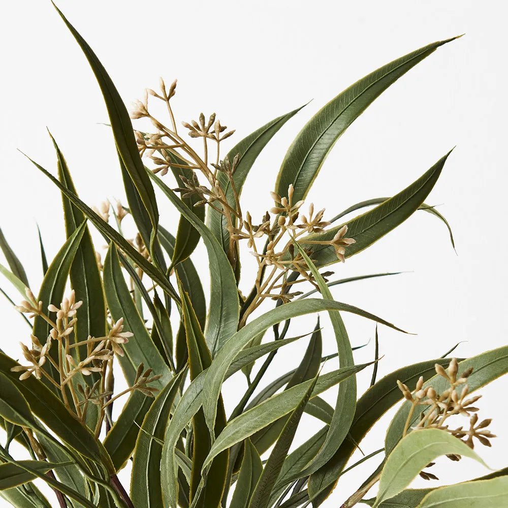 Eucalyptus Seed Bush - My Christmas