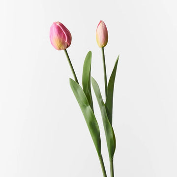 Fuchsia Tulip Bud & Bloom - Set of 2 - My Christmas