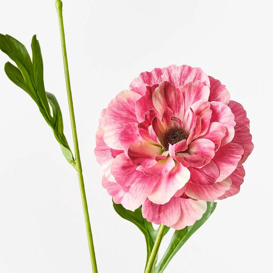 Fuchia Ranunculus Fuschia Ranunculus Spray – My Christmas