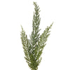 Green Deluxe Cedar Garland - My Christmas