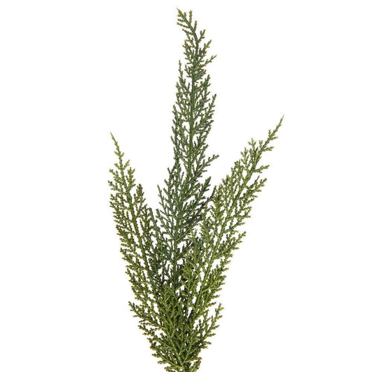 Green Deluxe Cedar Garland - My Christmas