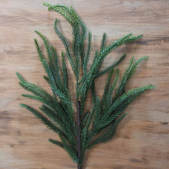Green Norfolk Pine Spray - My Christmas
