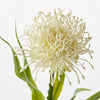Leucospermum Protea - My Christmas