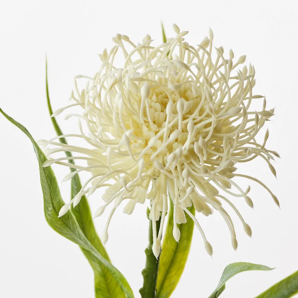Leucospermum Protea - My Christmas