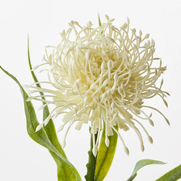 Leucospermum Protea - My Christmas