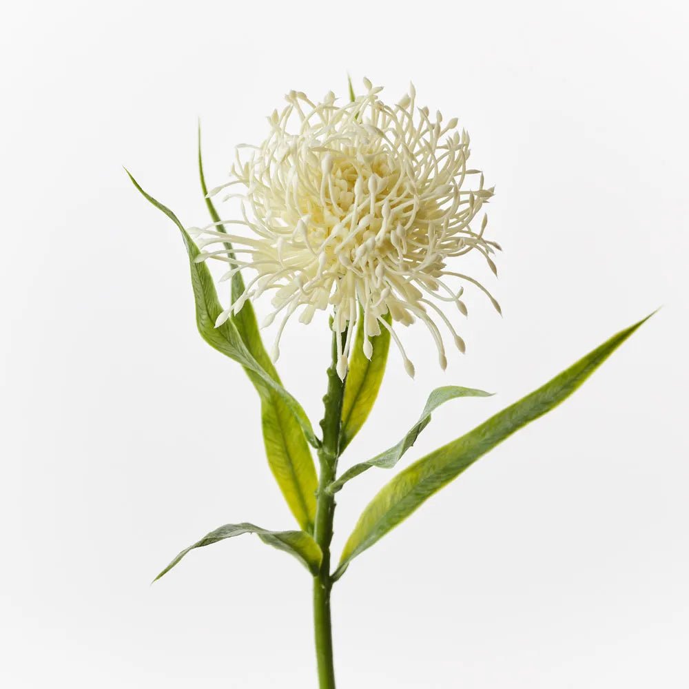 Leucospermum Protea - My Christmas