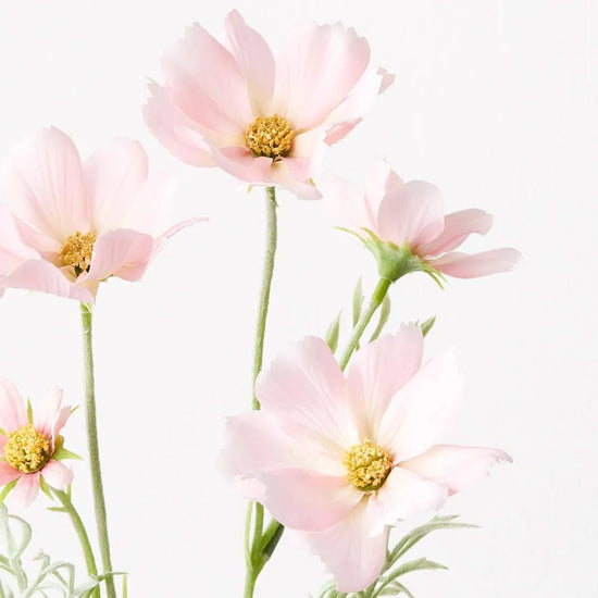 Light Pink Cosmos Spray - My Christmas
