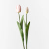 Light Pink Tulip Bud & Bloom - Set of 2 - My Christmas