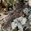 Natural Pinecone Glitter Spray - My Christmas