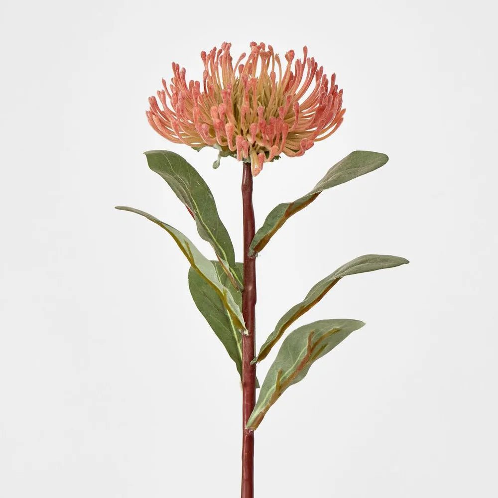 Orange Pincushion Protea - My Christmas