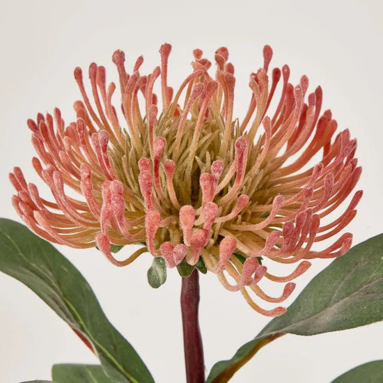 Orange Pincushion Protea - My Christmas