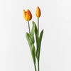 Orange Tulip Bud & Bloom - Set of 2 - My Christmas