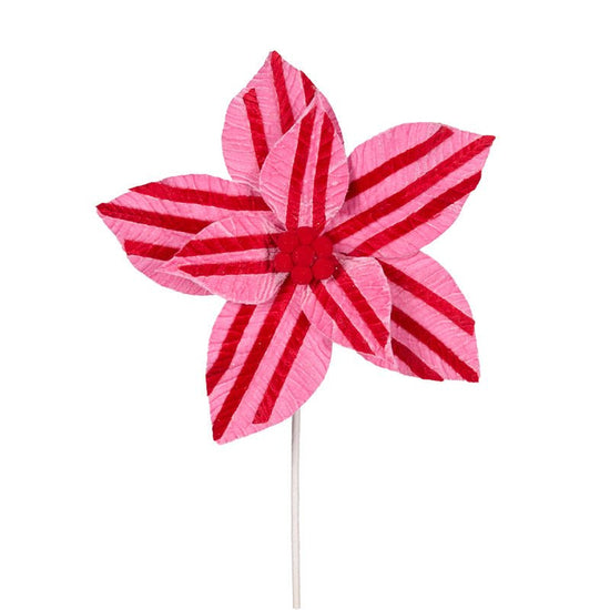 Pink and Red Stripe Poinsettia - My Christmas