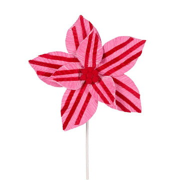 Pink and Red Stripe Poinsettia - My Christmas