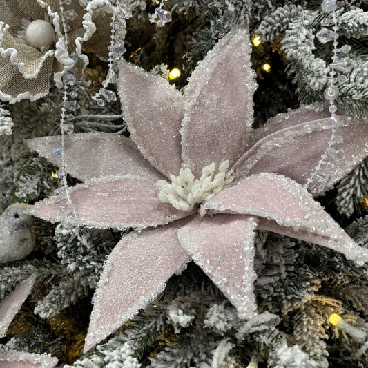 Pink Iced Poinsettia - My Christmas