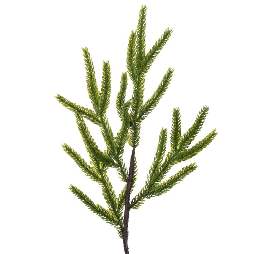 Potted Green Norfolk Pine Tree - 80cm - My Christmas