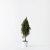 Potted Tree Pine Cypress - 50cm - My Christmas