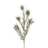 Protea Leucadendron Spray - My Christmas