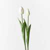 White Tulip Bud & Bloom - Set of 2 - My Christmas