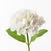 Winter White Hydrangea - My Christmas