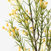 Yellow Wax Flower Bud Spray - My Christmas