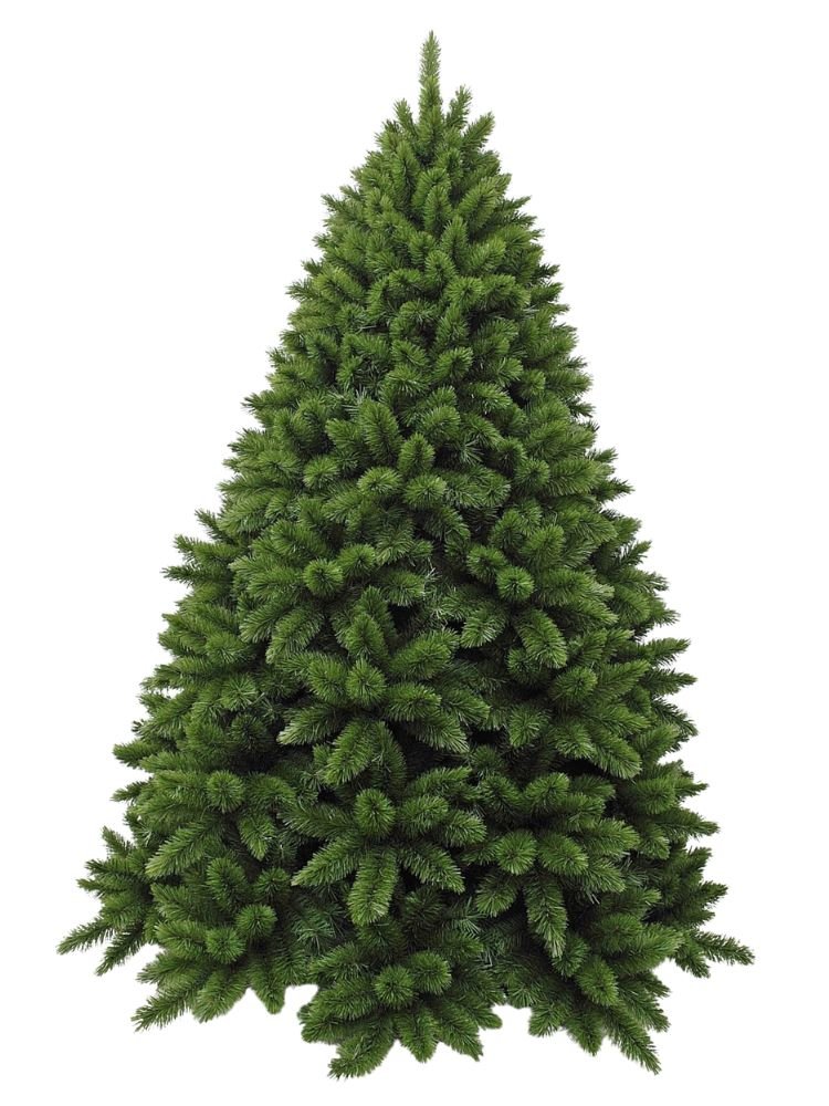 Regal Spruce Christmas Tree - My Christmas