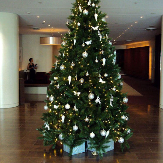 Vienna Spruce - My Christmas